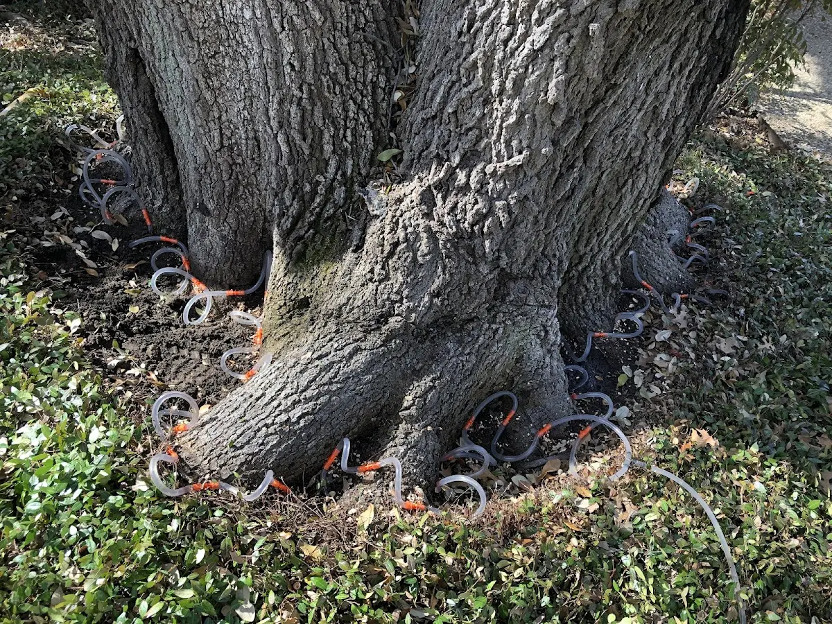 Detailed Tree Cabling and Bracing job site in The Plains