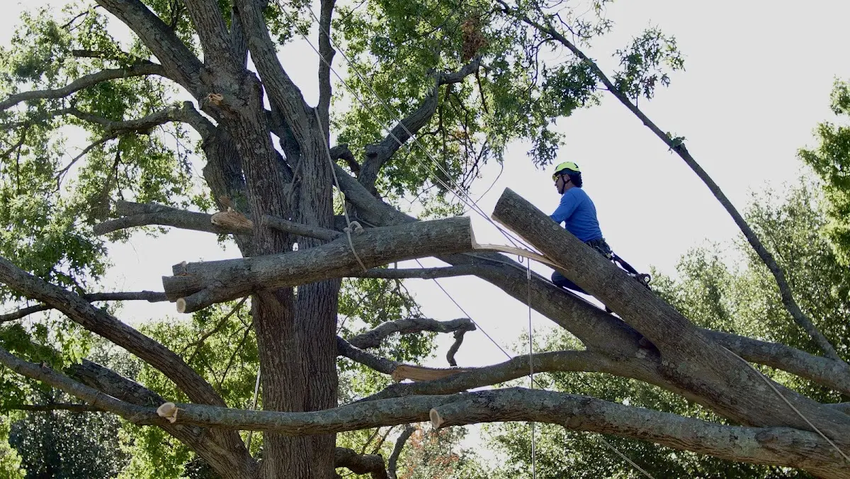 Professional Hazardous Tree Removal performed by certified arborists in The Plains