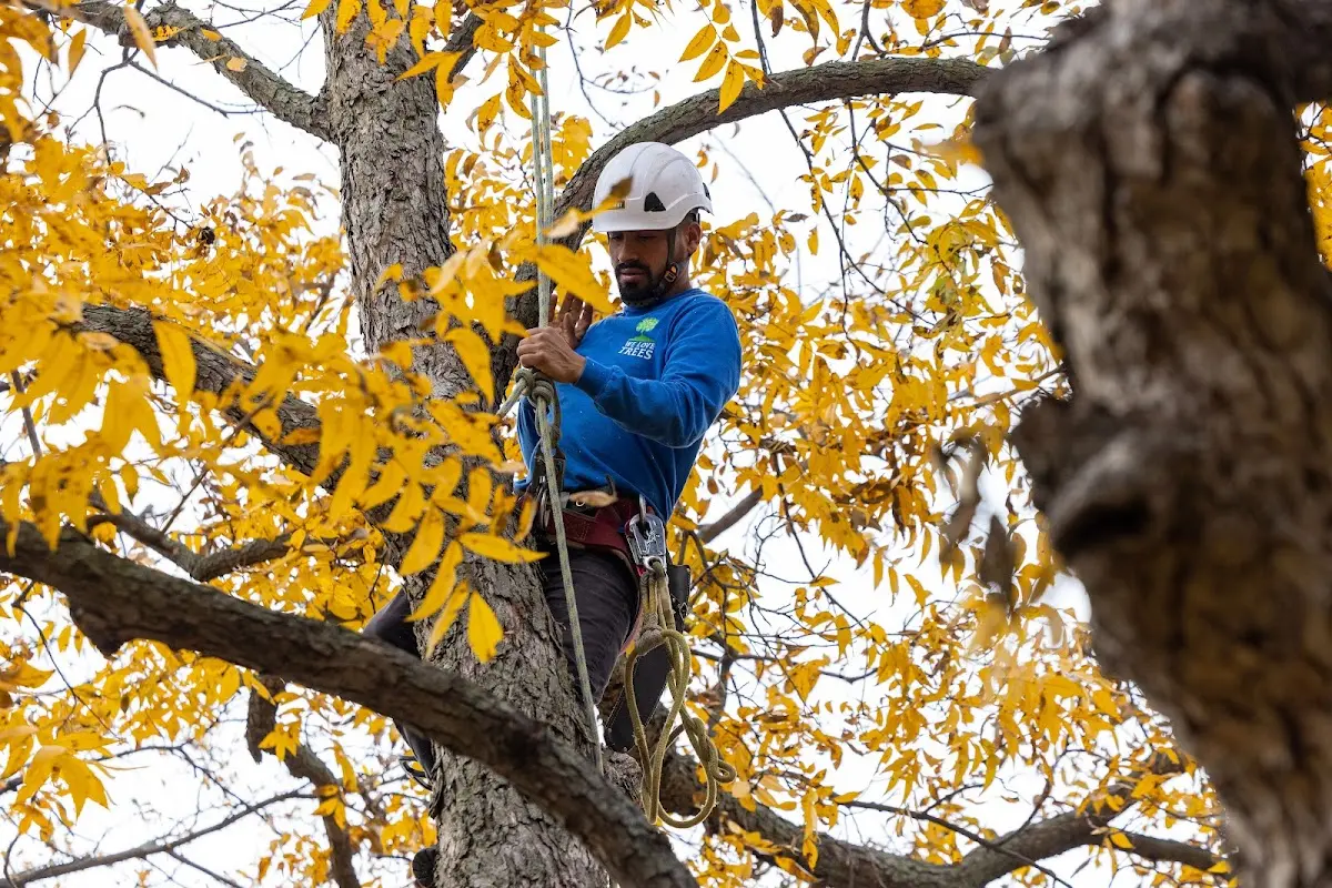 Skilled Emergency Tree Service crew working in The Plains